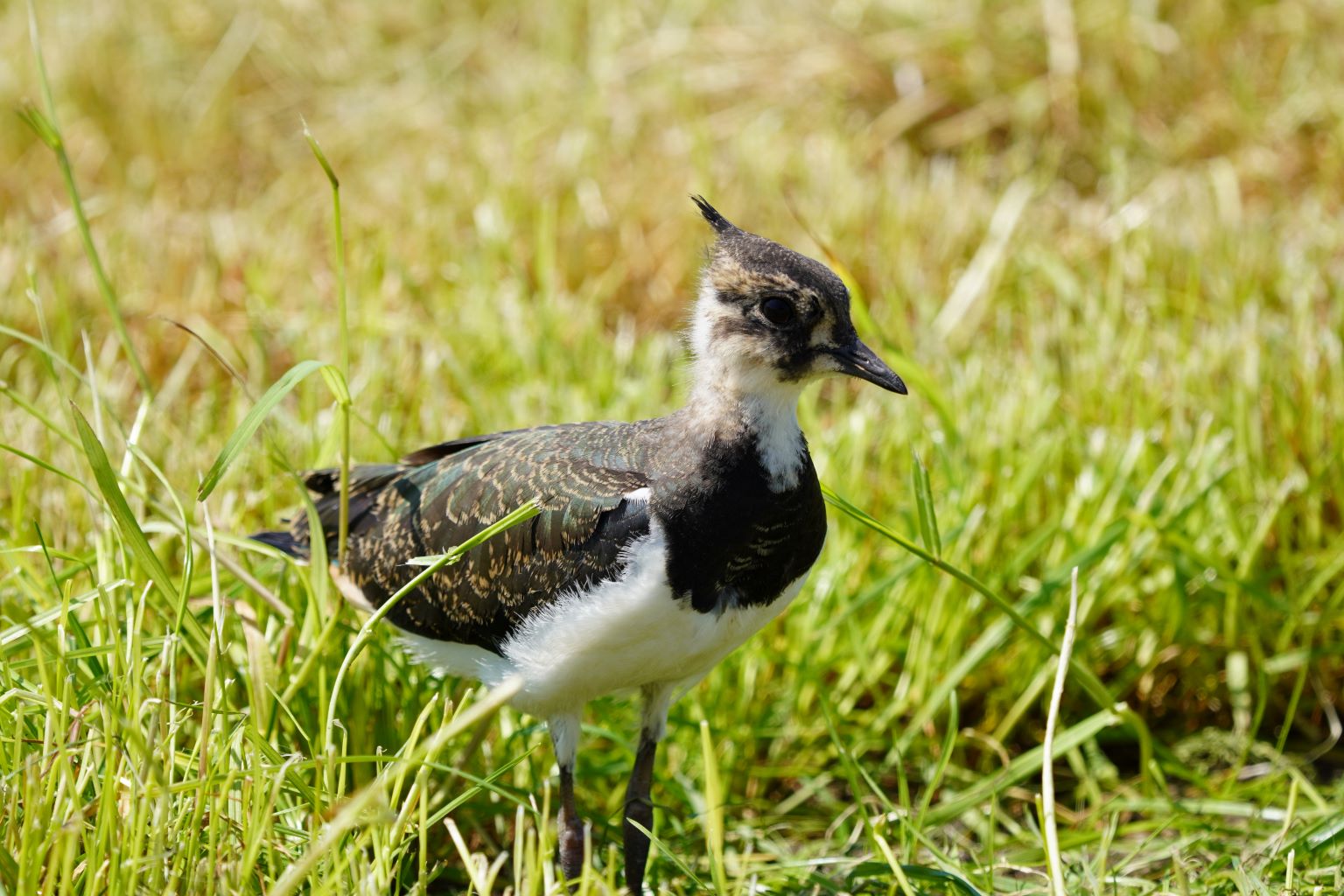 Broedseizoen weidevogels in de Krimpenerwaard succesvol 