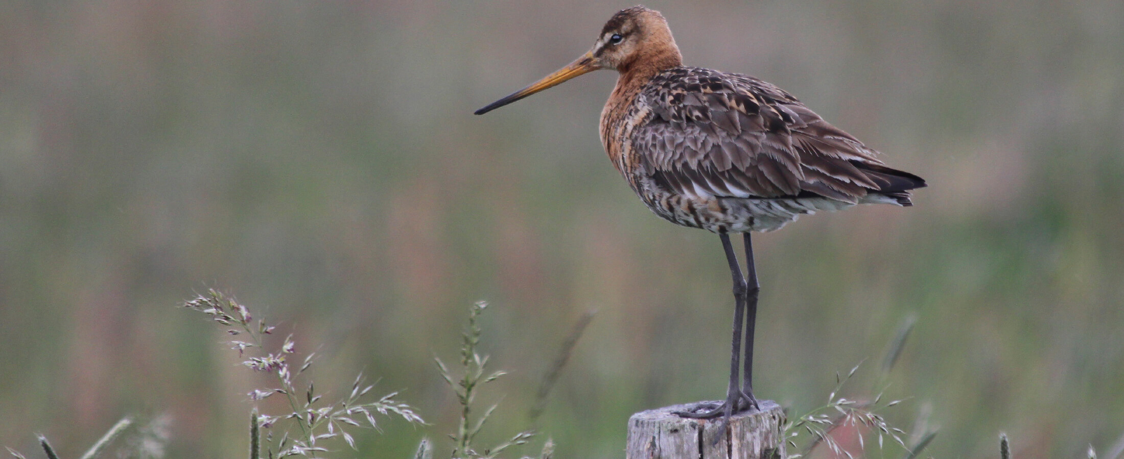 weidehof krimpenerwaard weidevogels