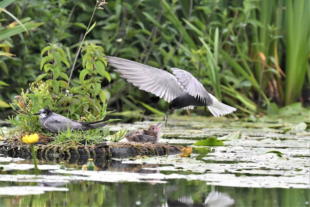 Zwarte sterns in de Krimpenerwaard!