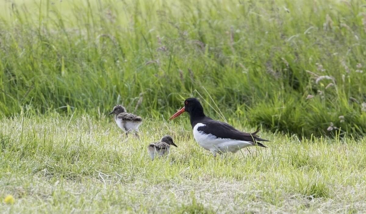 Winst en Weidevogels