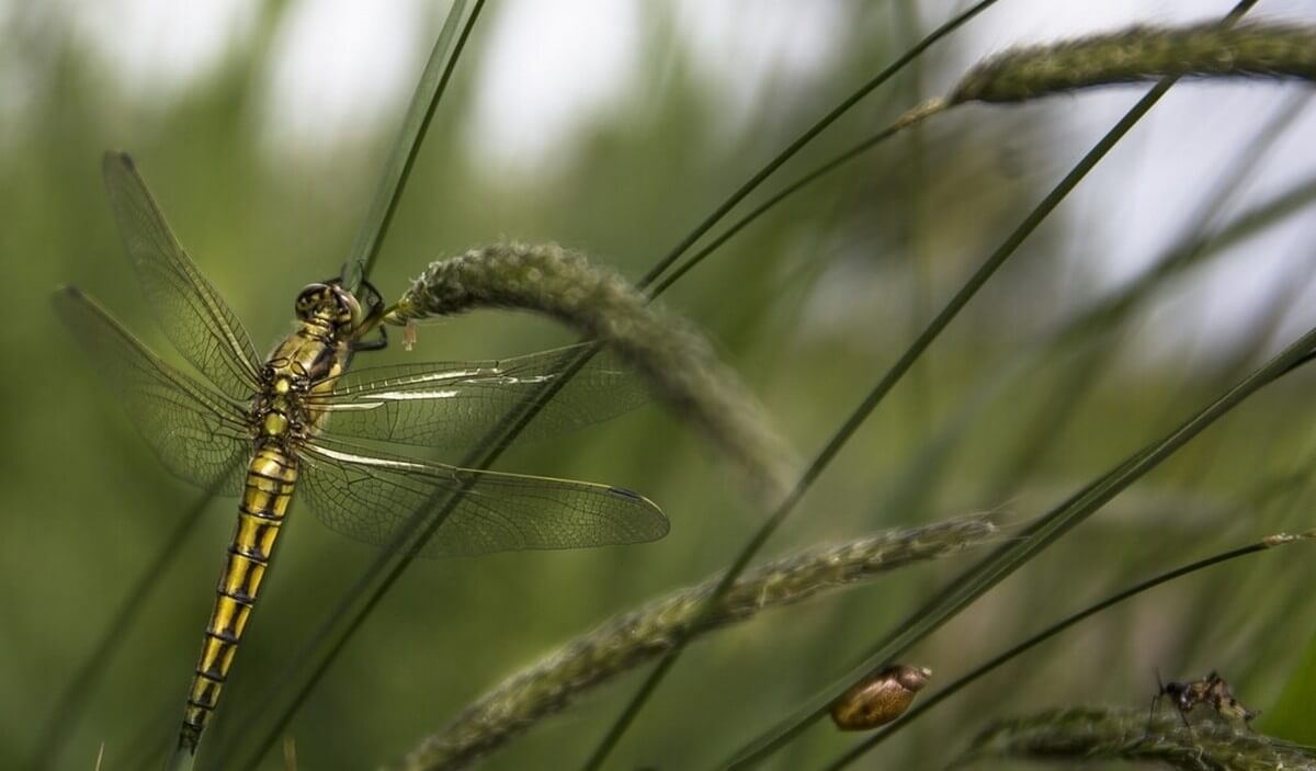 Monitoring en insecten