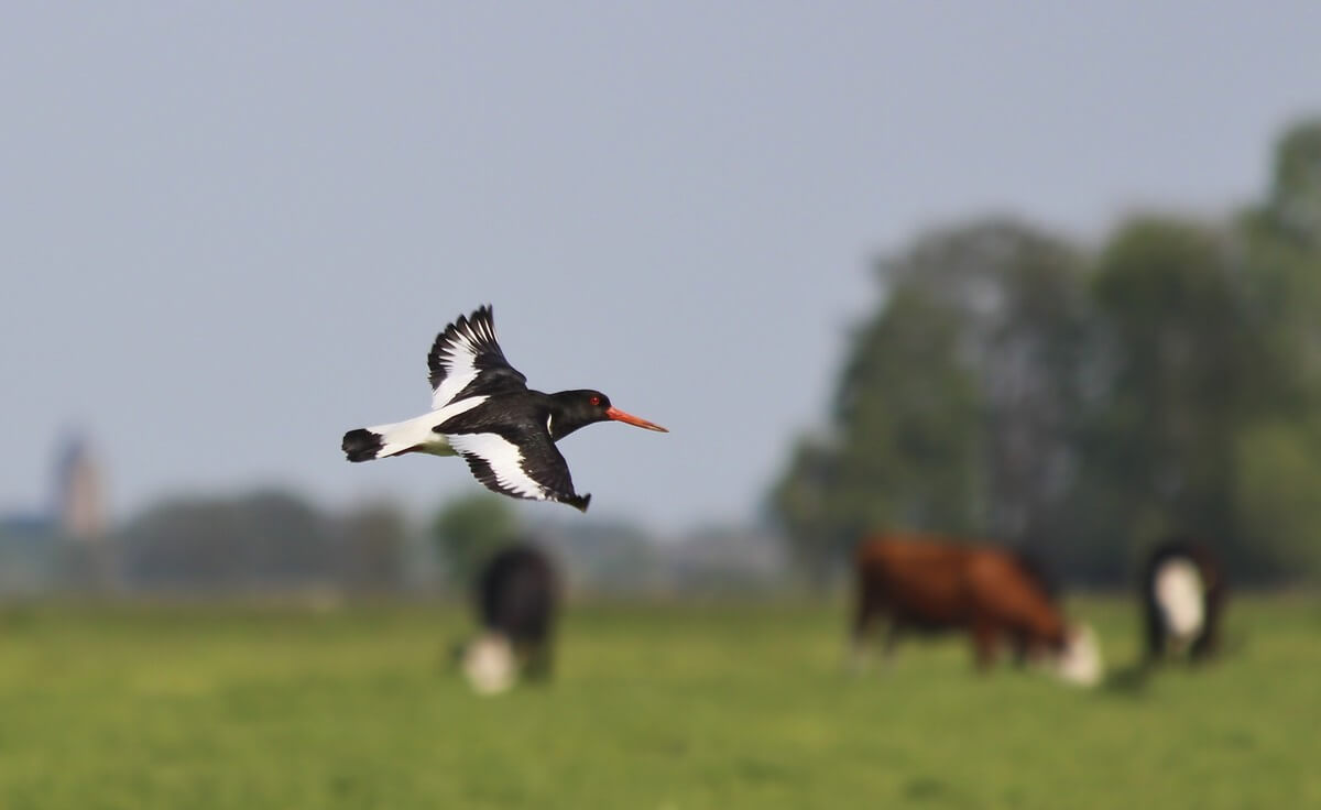 Weidehof Boer en Natuur dag 4 mei 2019