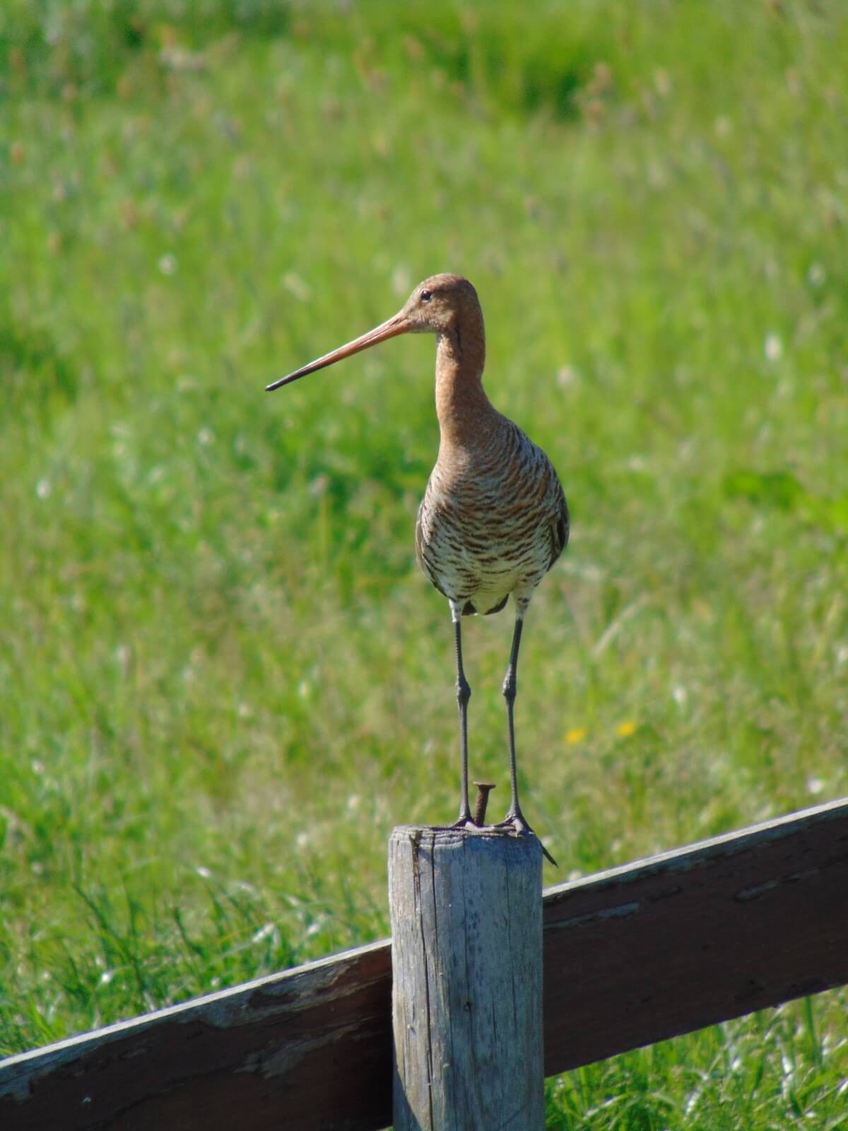 Afsluitavond Weidevogelseizoen 2019