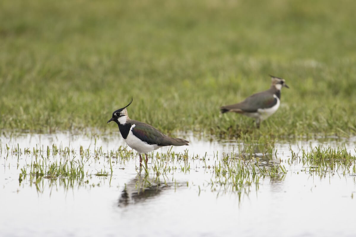 Lente nieuws ondanks herfst weer!