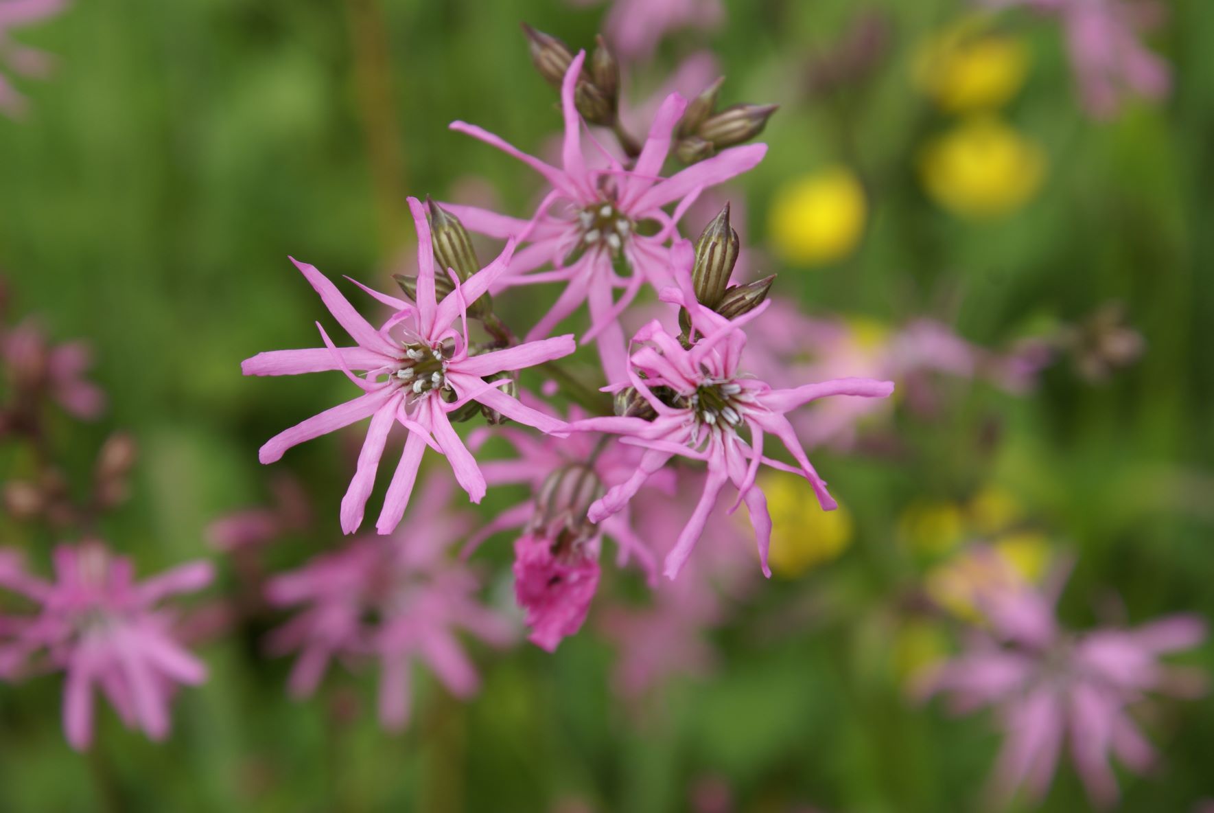 Gaat u mee op botanische excursie?