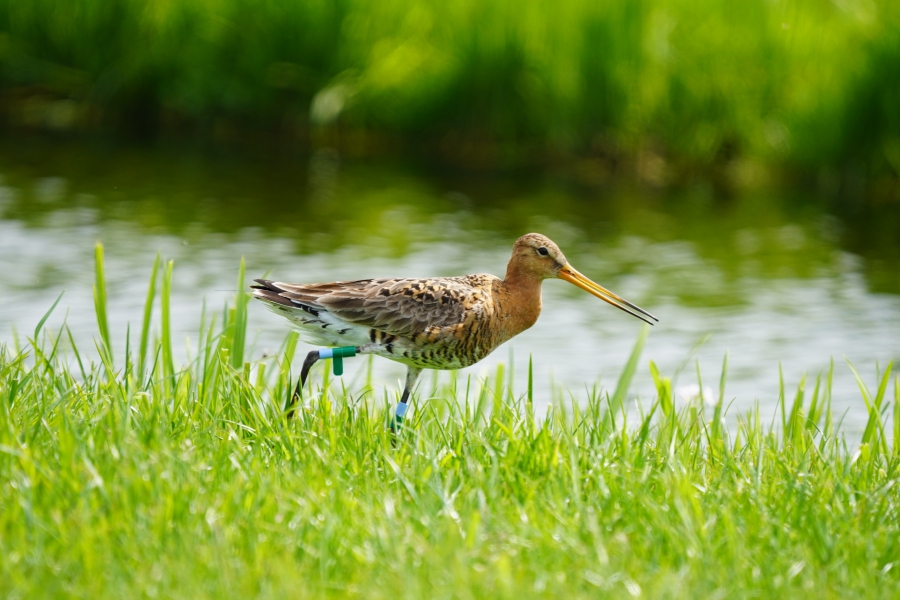 Grutto sterft uit in Nederland?