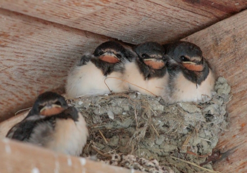 Meer deelnemers project Agrarisch Natuurlijk