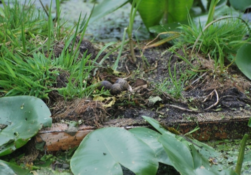 Nestvlotjes weer volop bezet met broedende zwarte sterns