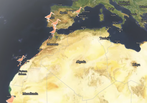 De grutto’s zijn onderweg naar hun broedgebieden 