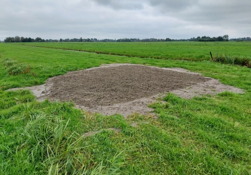 Zandveldjes tegen vrije val populatie veldleeuwerik