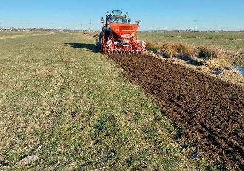 Aanleg kievitstroken in (kruidenrijk) grasland
