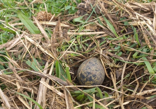 Het eerste kievitsei in de Krimpenerwaard