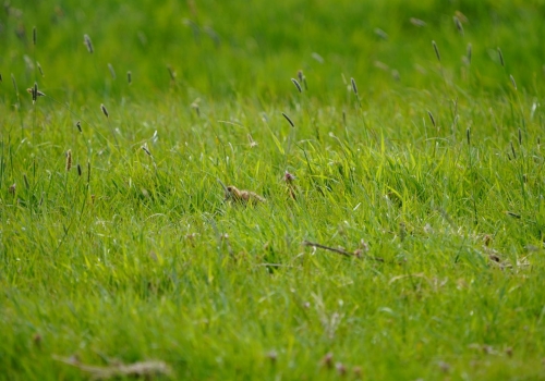 Eindspel broedsucces grutto in de polders in volle gang